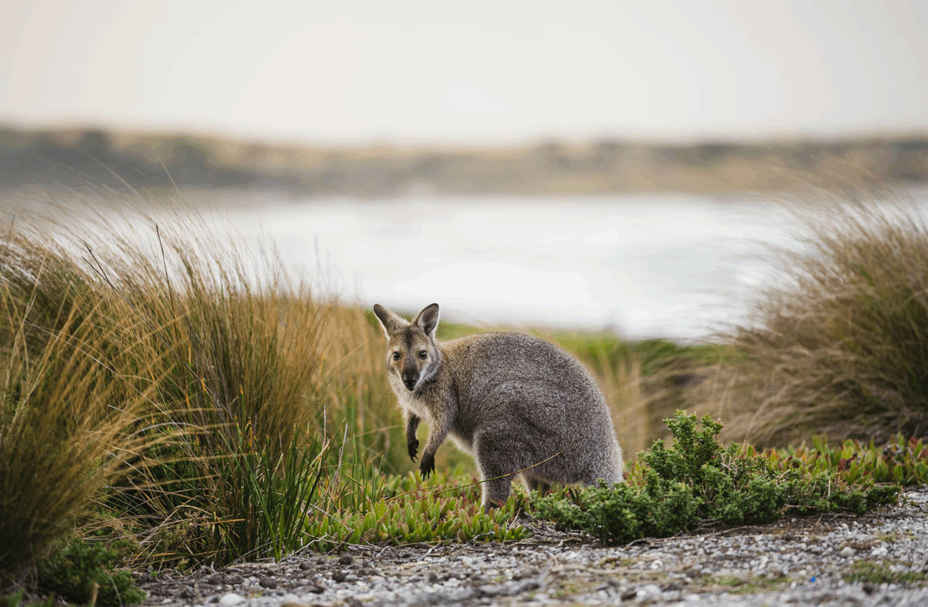 Visit Tasmania image