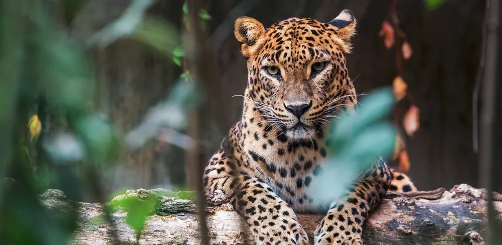 15 Day Sri Lanka Uncovered & The Maldives image