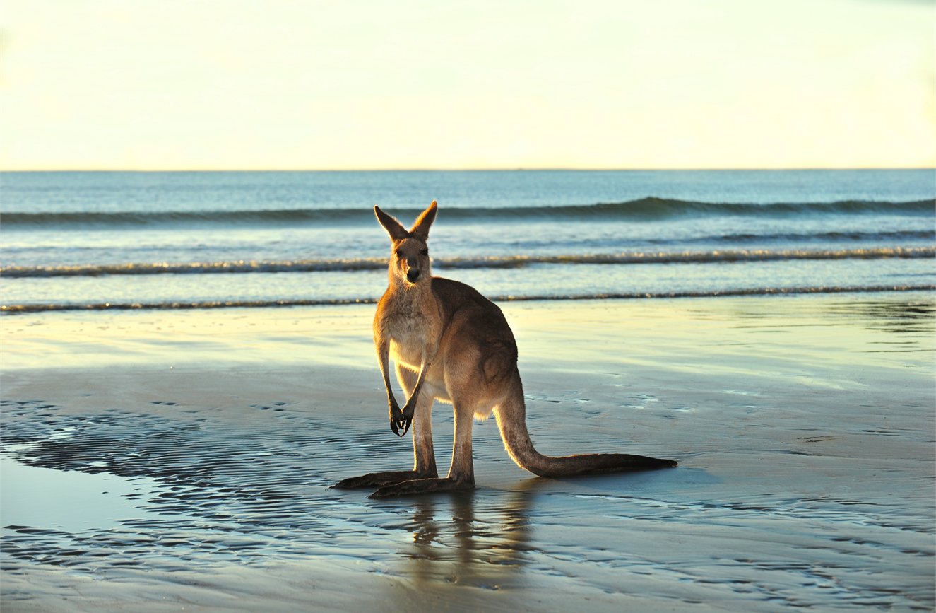 Iconic Australian Wildlife Experiences 2026 image