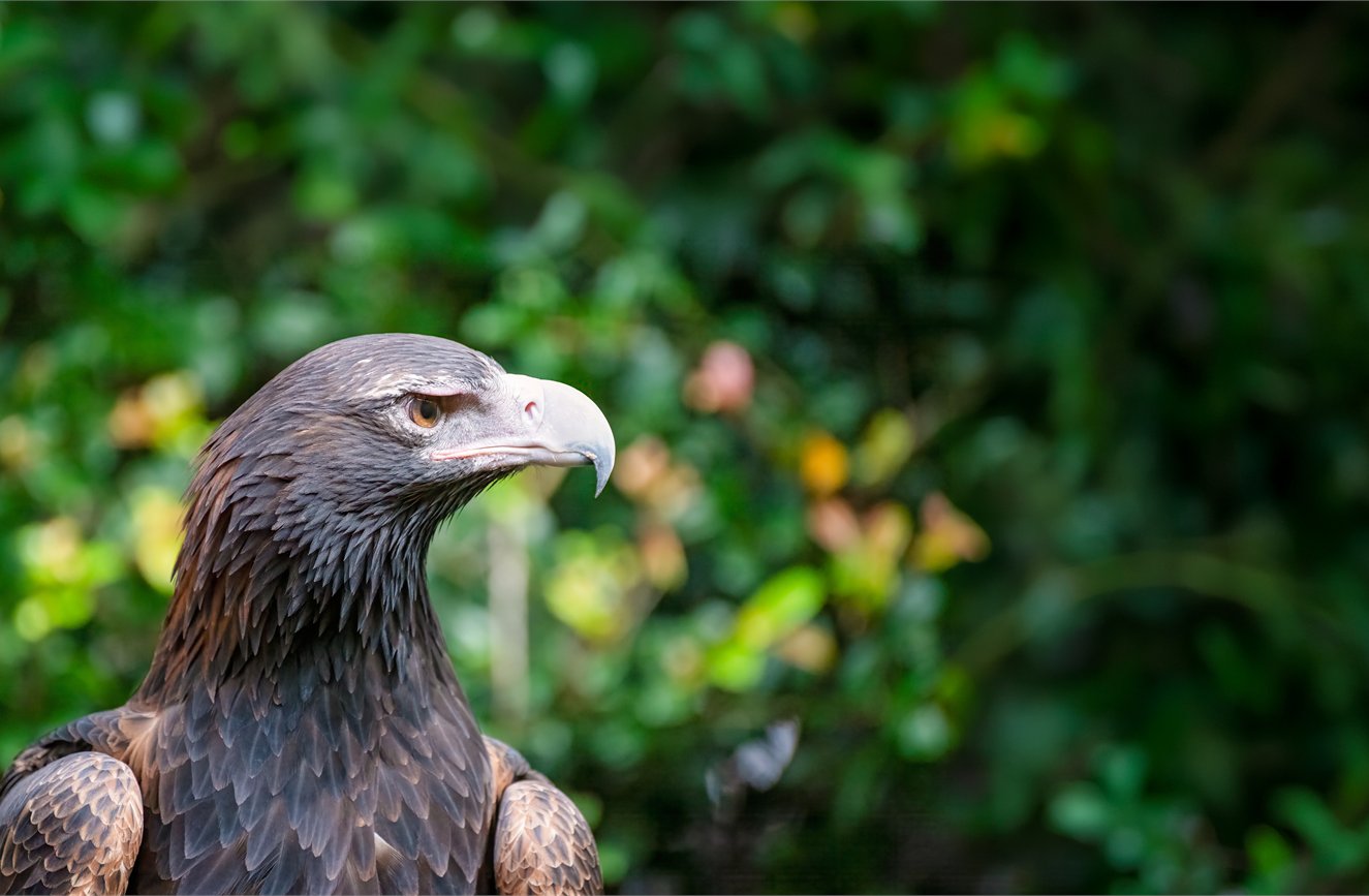 Raptor Refuge - Tasmania image