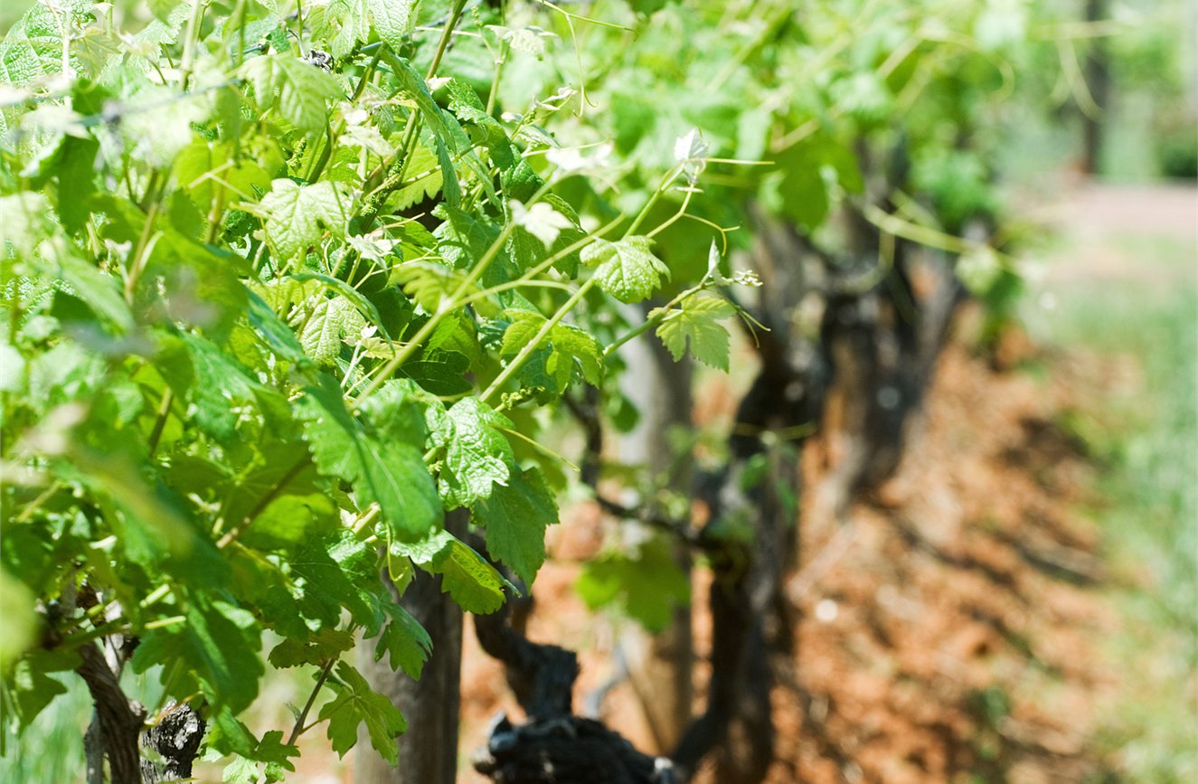 Simple Pleasures of South Australia image