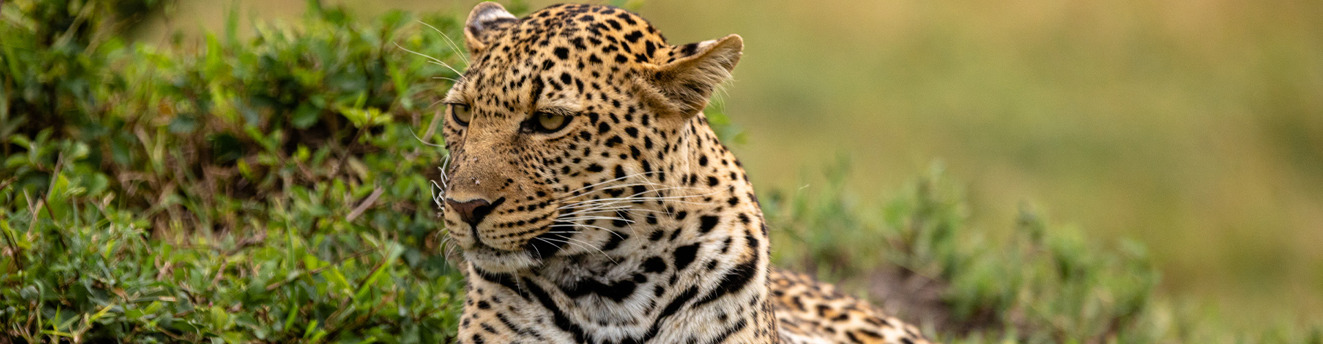 Kenya Family Safari image