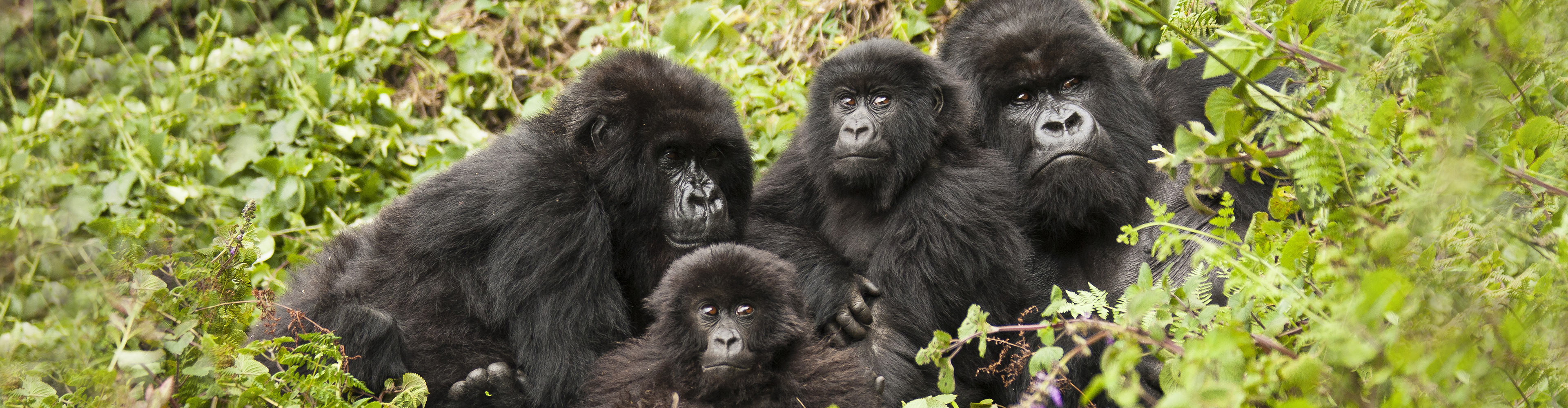 Remarkable Rwanda & Gorillas of Uganda image