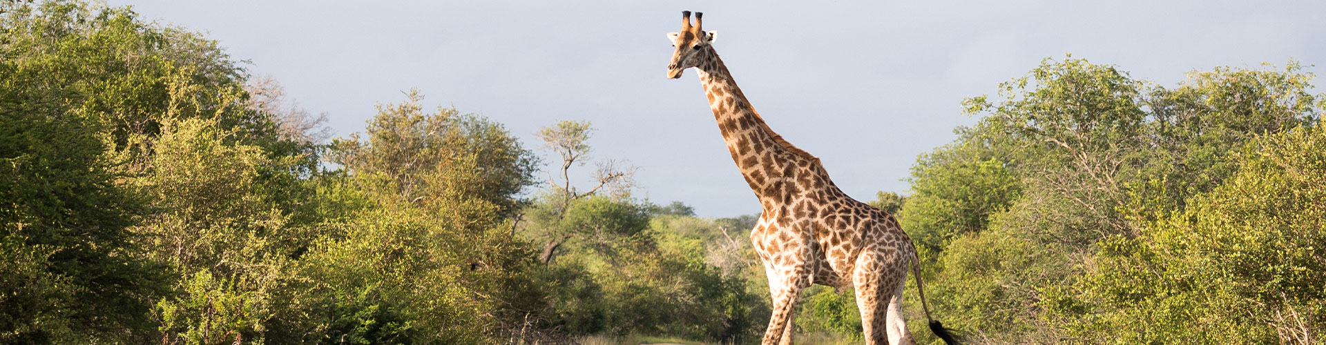 Premium Kenya & Southern Africa Highlights image