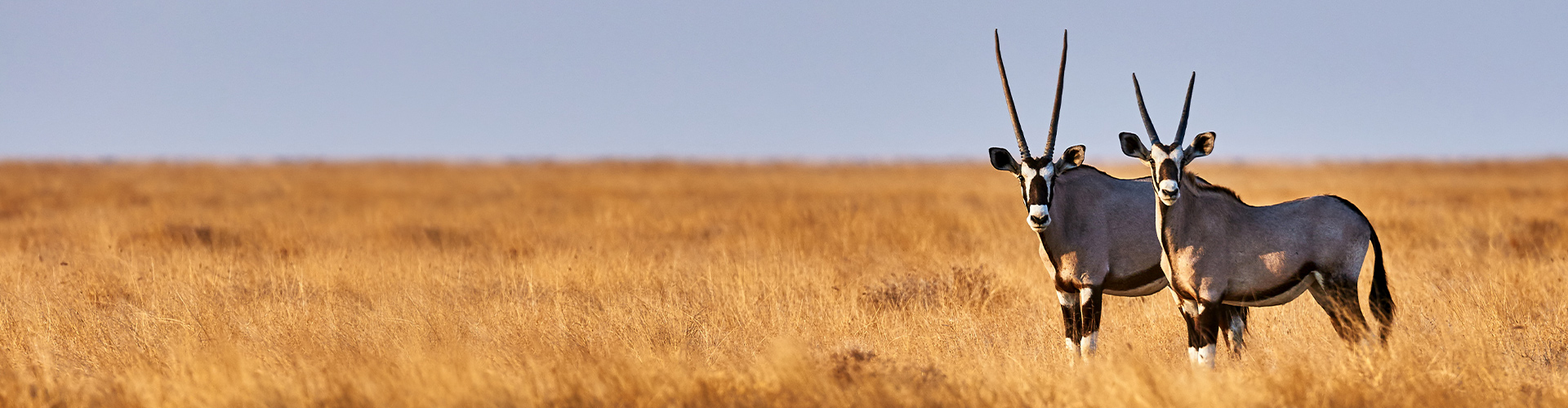 Premium Botswana & Namibia image