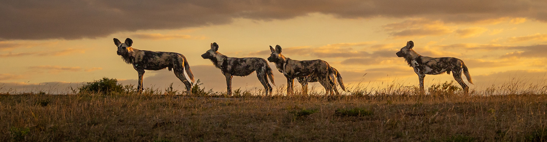 Vic Falls to Kruger image