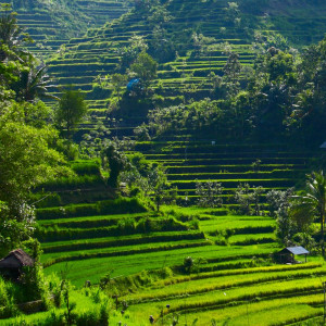 Asia - Bali ON SALE