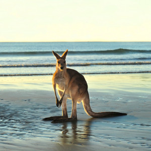 Iconic Australian Wildlife Experiences 2026