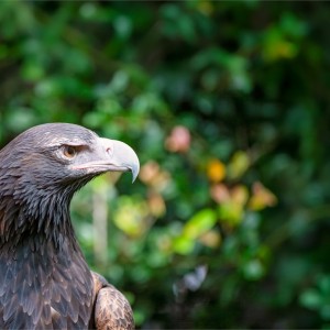 Raptor Refuge - Tasmania