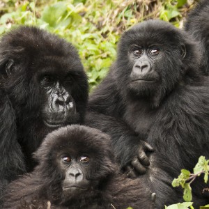 Remarkable Rwanda & Gorillas of Uganda
