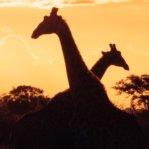 Experience Southern Africa