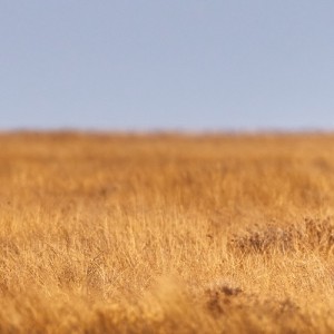 Premium Botswana & Namibia